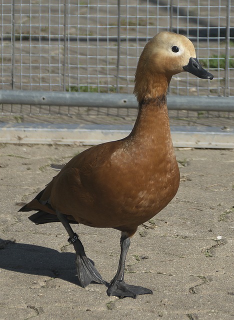 心声
